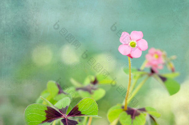 母亲一天卡片和粉红色的花向蹩脚货背景