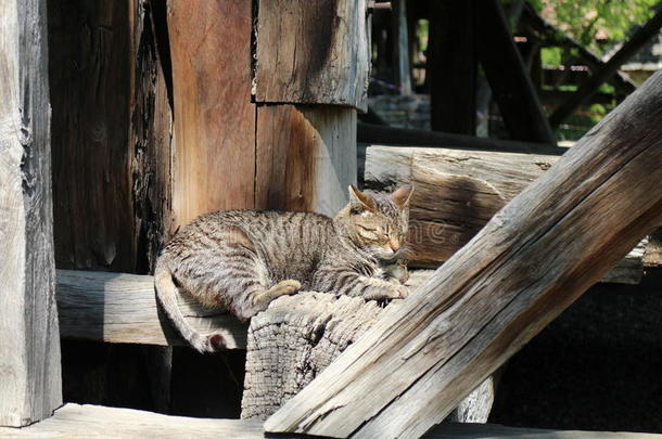 猫采用Dimyrias和Dmitry品味世界国家的村民博物馆采用布加勒斯特