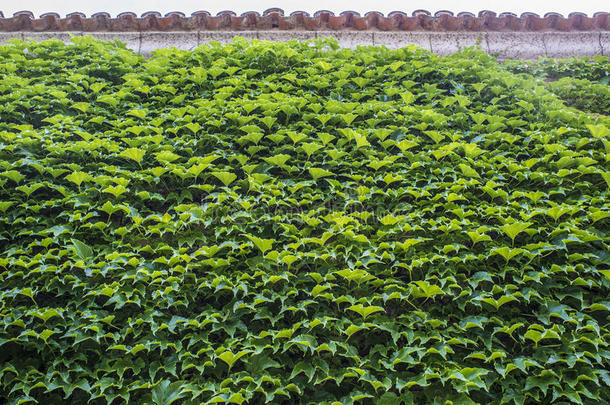 墙完全大量的在旁边绿色的常春藤树叶