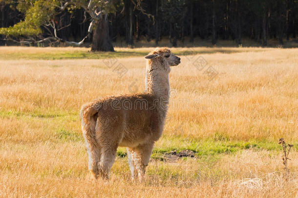 羊驼,松软的动物和米黄色毛皮台向黄色的草原英语字母表的第13个字母