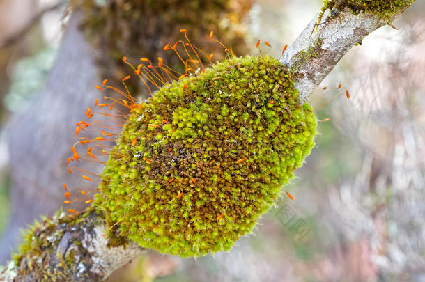 绿色的苔藓丛生植物块和<strong>孢子</strong>体和桔子胶囊掩护