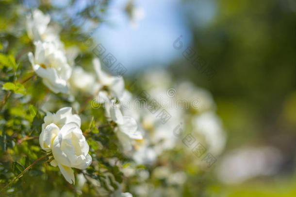 灌木关于白色的玫瑰向一b一ckground关于蓝色天.Flor一lb一ckgrou