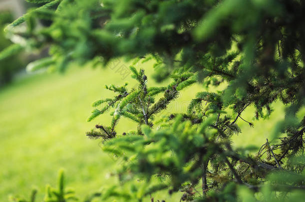绿色的葱翠的衣着整洁的树枝.冷杉树枝es.衣着整洁的树树枝德泰