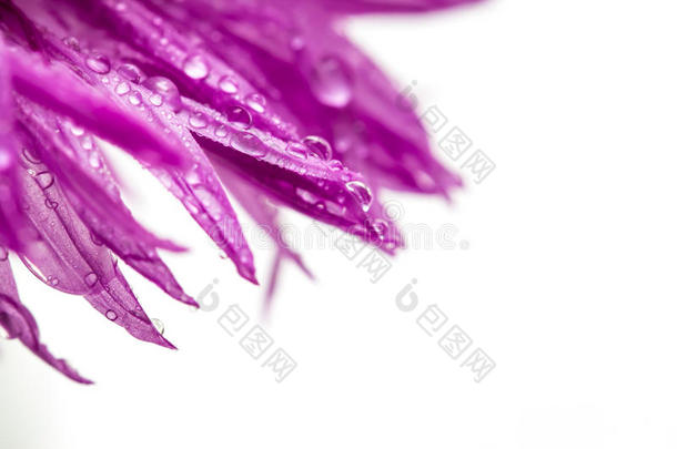 紫色的花花瓣和水落下和共<strong>空间</strong>