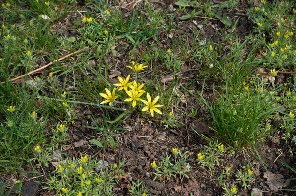 小的黄色的花关于盖加最小值和角头虫睾丸