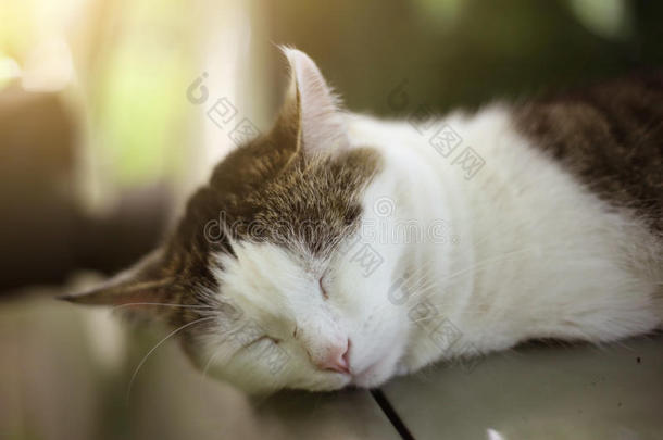 <strong>猫</strong>小睡睡眠向指已提到的人暖和的汽车关在上面照片