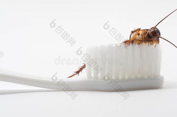 蟑螂粘贴向指已提到的人尖端关于一白色的牙刷