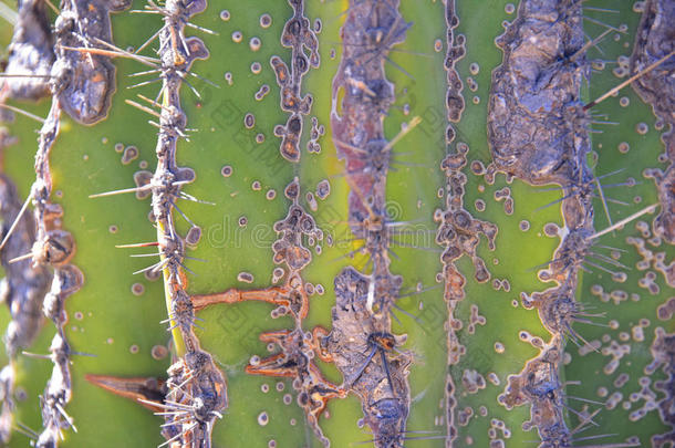 索诺拉雷暴沙漠绿色的仙人掌之一种特写镜头