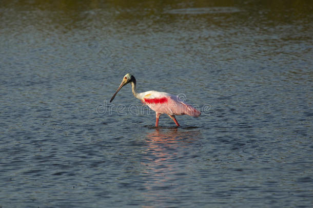 玫瑰色的篦鹭蹚采用指已提到的人水在梅里特岛,弗罗里达州
