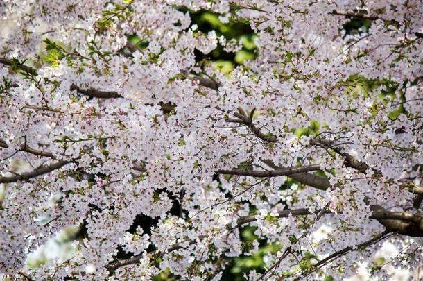 充分地-真空镀膜樱桃花在青山公园采用基塔,东京,是