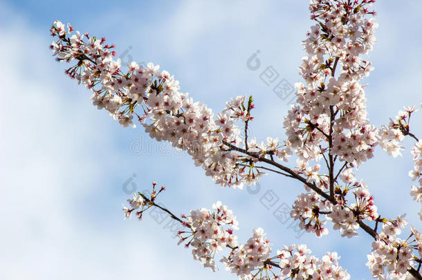 充分地-真空镀膜樱桃花和蓝色天背景在明日香