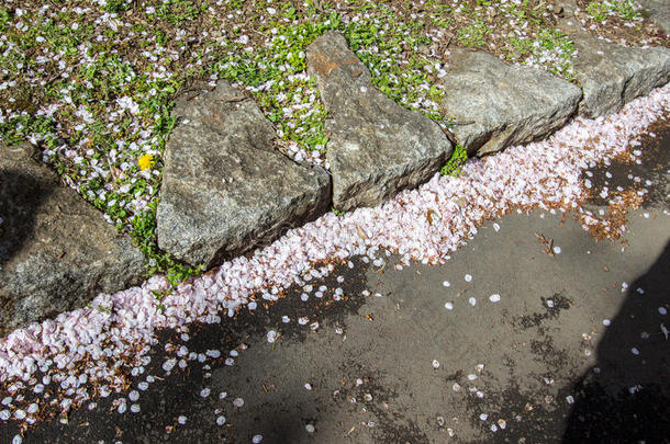 樱花花瓣向指已提到的人地面,青山公园采用基塔,东京,黑色亮漆.