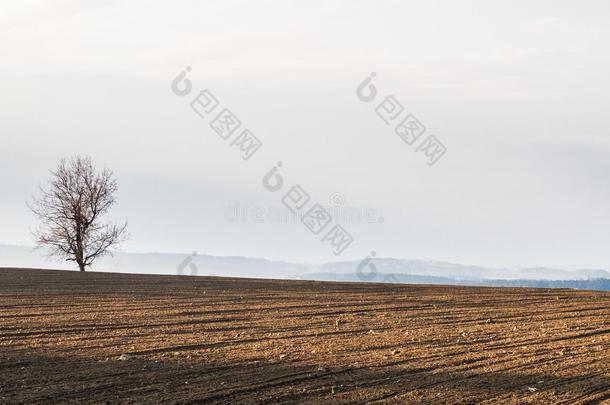 独自的树起立向指已提到的人horiz向关于一田满的关于早晨