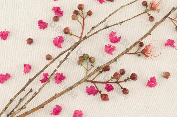 粉红色的黑绉绸桃金娘科植物花和树枝