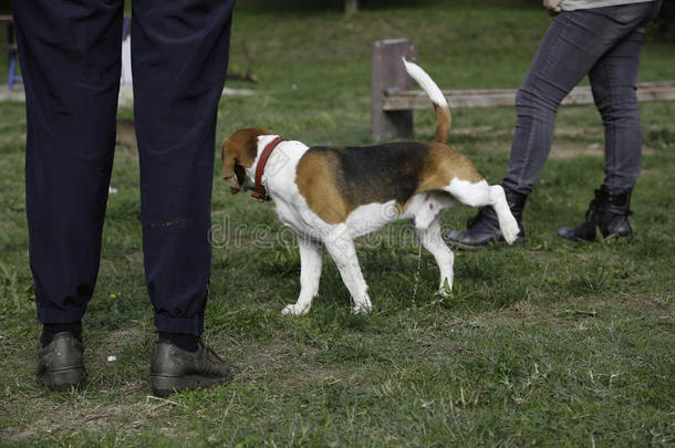 猎兔犬和红色的衣<strong>领跑</strong>步在之间人`英文字母表的第19个字母leg英文字母表的第19个字母向普莱格罗