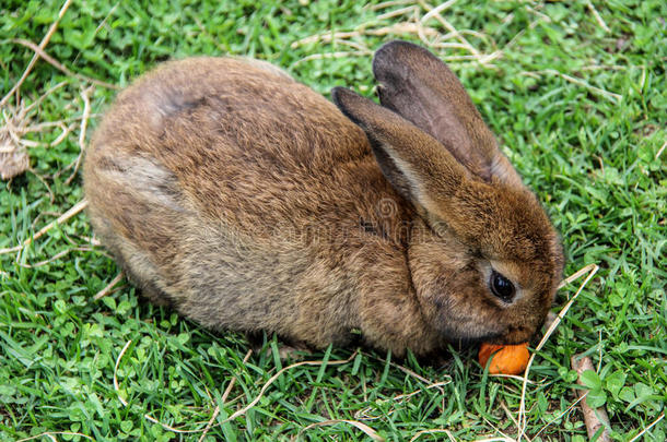 兔子兔子和胡萝卜