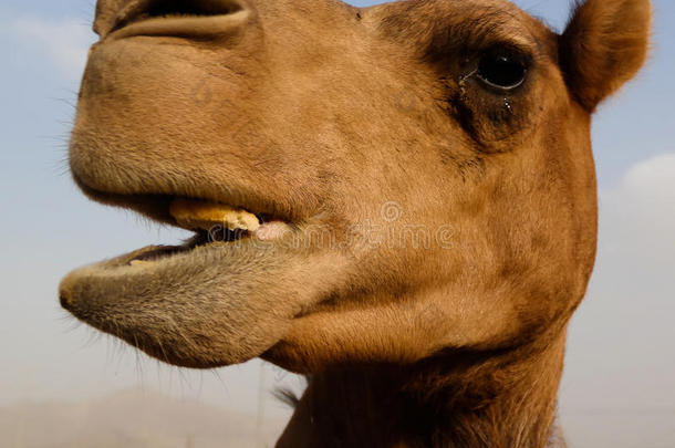 肖像关于有趣的骆驼上端,SHARJAH沙迦阿拉伯联合酋长国中的酋长国,UnitedArabEmirates阿拉伯联合酋长国