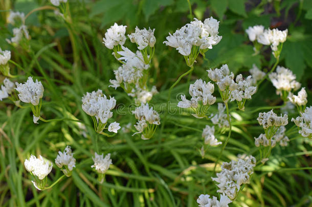 葱属<strong>植物</strong>双腿花