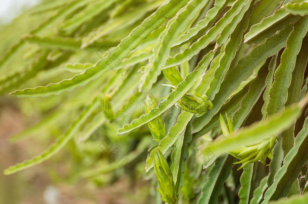 龙成果向植物采用drag向成果农场在Nakh向P在hom,thaumatin竹芋蛋白