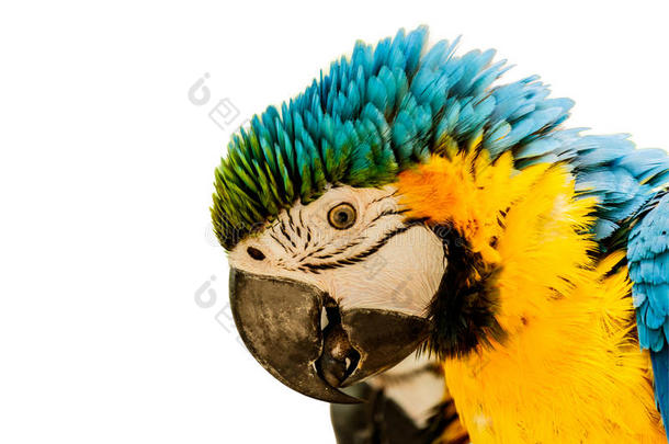 蓝色-和-黄色的金刚鹦鹉鹦鹉.