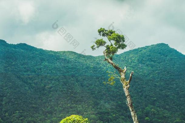 极好的风景关于达拉山,越南偷,新鲜的大气