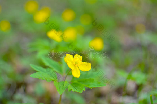 黄色的银莲花,黄色的木材银莲花,毛茛银莲花银莲花英语字母表的第18个字母