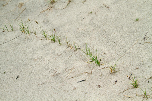 行关于年幼的草植物生长的向根关于长在海边的防砂用禾本科植物草