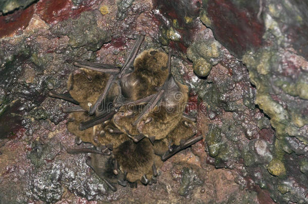 蝙蝠-普通的褐色大蝙蝠-眼球突出夜曲