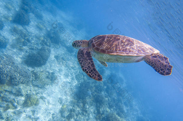 海龟潜水蓝色水.用通气管潜泳和乌龟.野生的同意