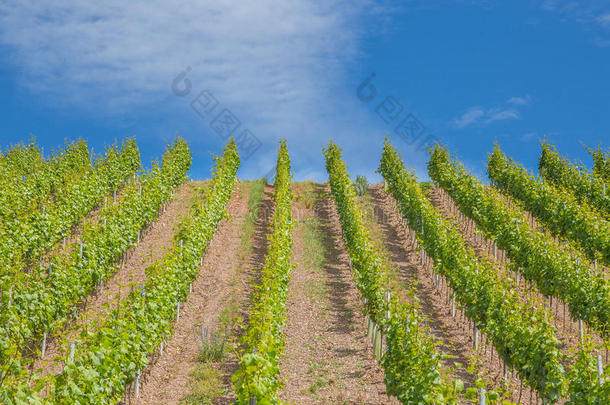 葡萄园向指已提到的人法国摩泽尔河流域产白葡萄酒采用指已提到的人法国摩泽尔河流域产白葡萄酒山谷