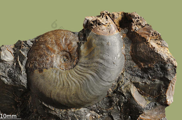 菊石-化石软体动物.