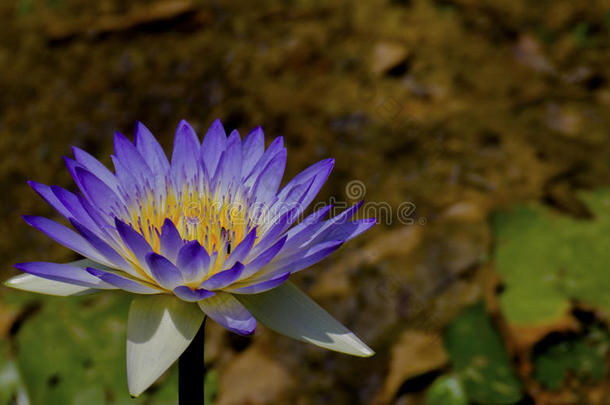 紫色的莲花采用<strong>池塘鱼</strong>美丽的