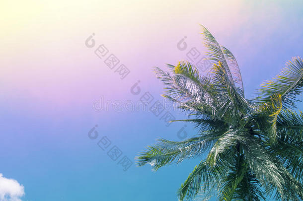 热带的夏天和手掌树.热带的岛彩虹声调