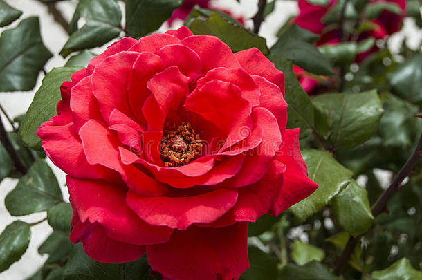 玫瑰,爱象征玫瑰,粉红色的玫瑰为爱rs一天,自然的reducedoperationalstatus简化操作程序