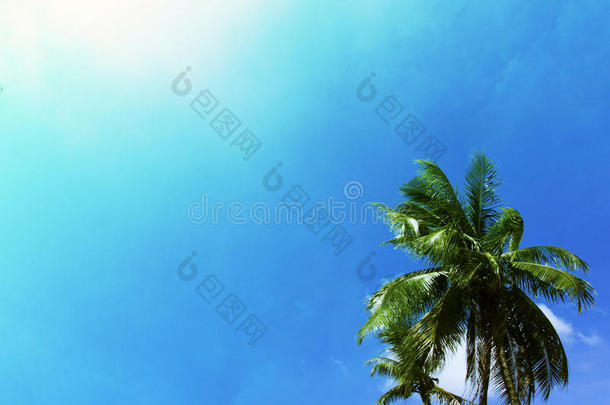 热带的夏天和手掌树.热带的岛生动的某种语气的