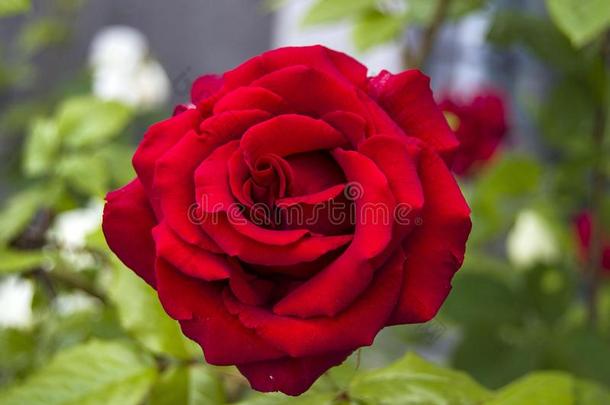 玫瑰,爱象征玫瑰,红色的玫瑰为爱rs一天,自然的玫瑰