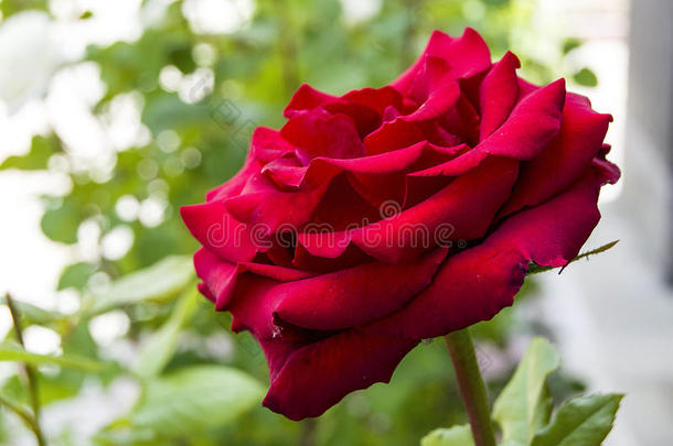 玫瑰,爱象征玫瑰,红色的玫瑰为爱rs一天,自然的玫瑰