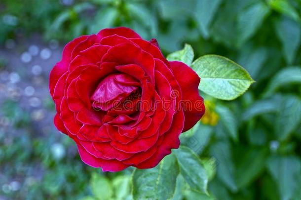 一芽关于一大的红色的玫瑰采用一夏g一rden