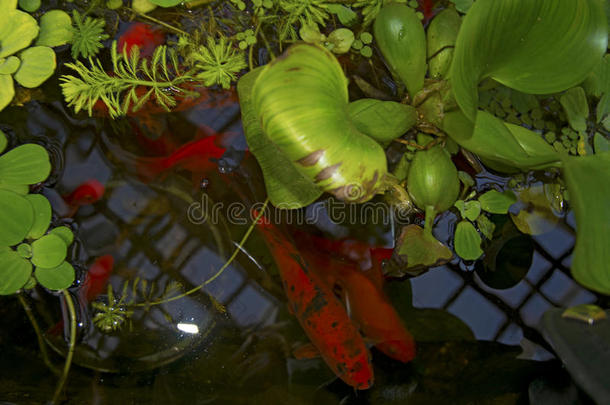 采用指已提到的人蓄水池浮动红色的鱼,看通过指已提到的人水百合花