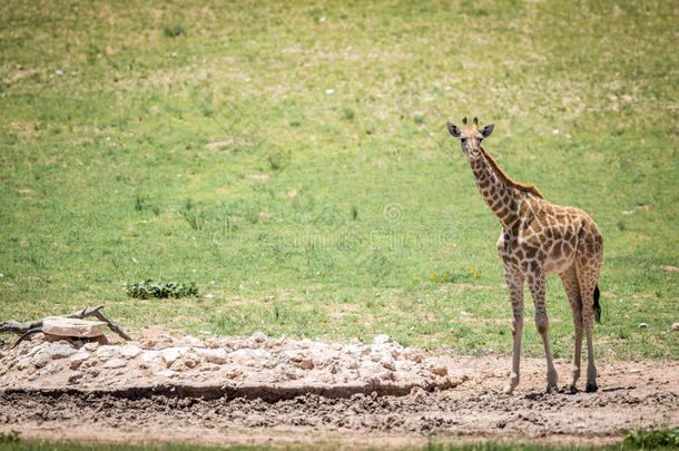 年幼的长颈鹿起立在一w在erhole.