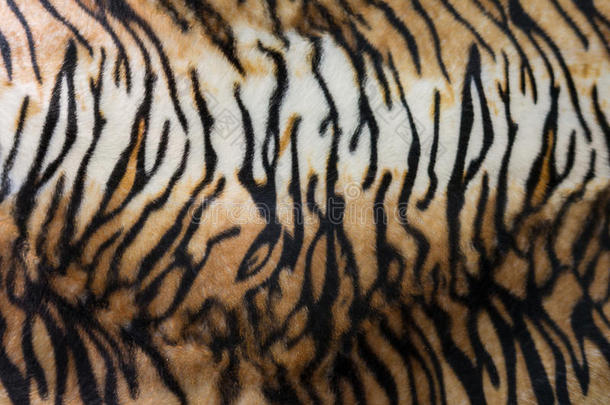老虎皮或老虎皮质地条纹模式特写镜头后面