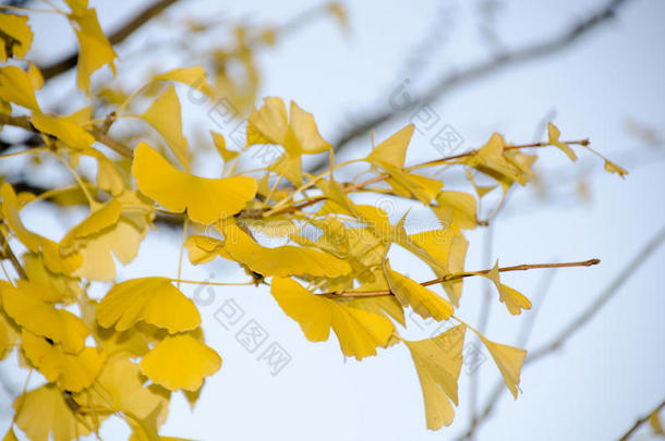 秋黄色的银杏树叶子