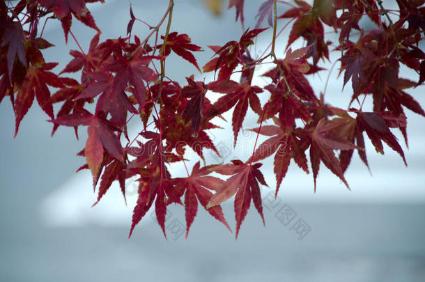 红色的枫树叶子,枫树树变模糊背景