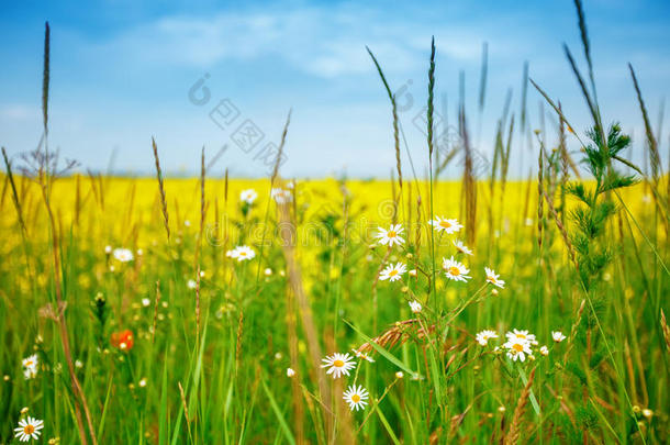 美丽的夏田和黄色的<strong>花</strong>和雏菊.