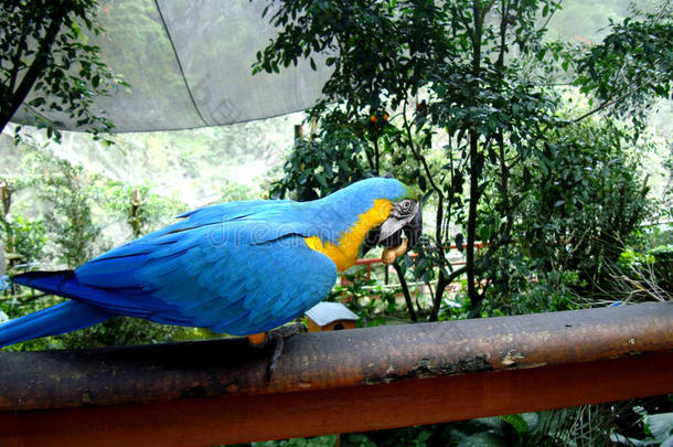 蓝色-和-黄色的金刚鹦鹉吃花生