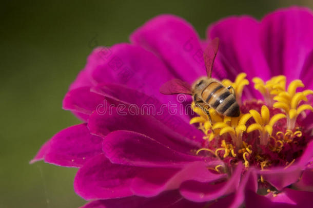 忙碌的蜜蜂向百日草属植物