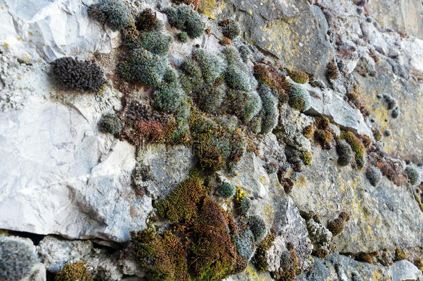 浓密的苔藓向岩石墙