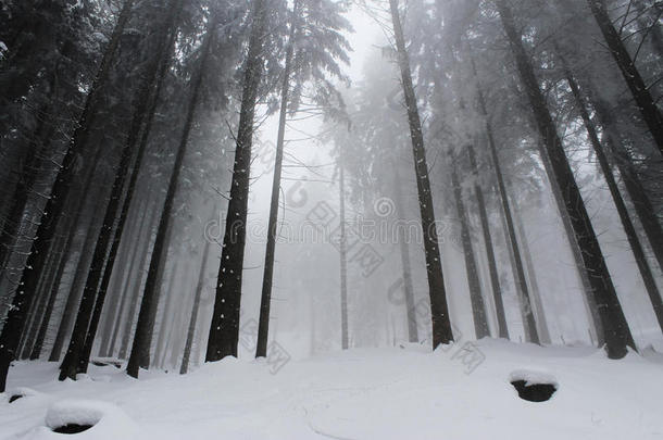 有雾的冬一天采用指已提到的人森林
