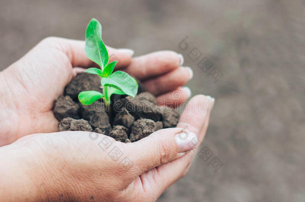 绿色的植物和干的干燥的泥土采用女人手