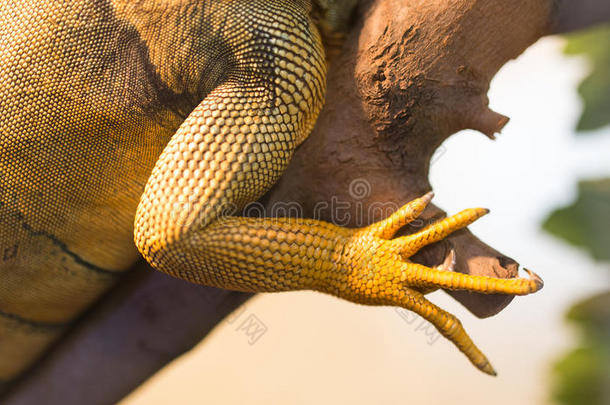 爪子关于鬣鳞蜥